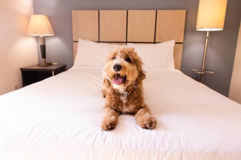 Sonesta Simply Suites Memphis East Poplar Pike — human