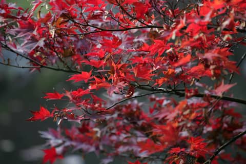 Hotel Chinzanso Tokyo — photo 7