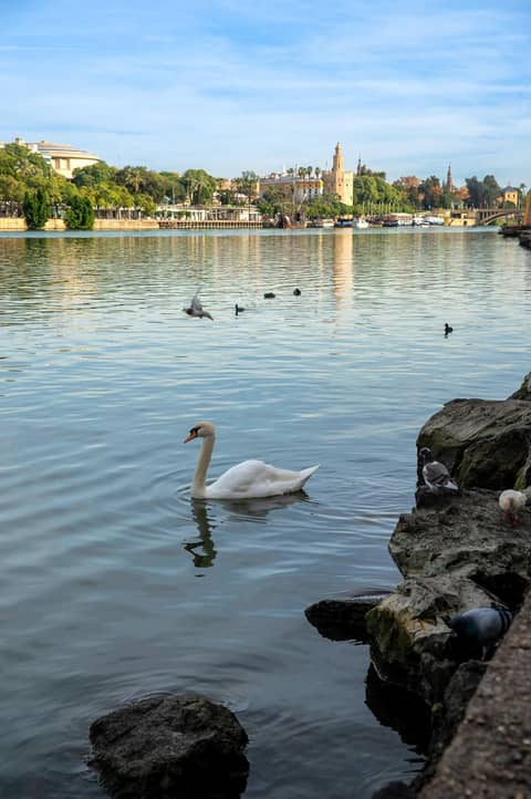 Pierre & Vacances Sevilla — other