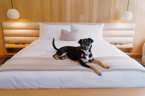 Azure Sky Hotel - Adults Only - A Town & Desert Boutique Hotel — hotel room