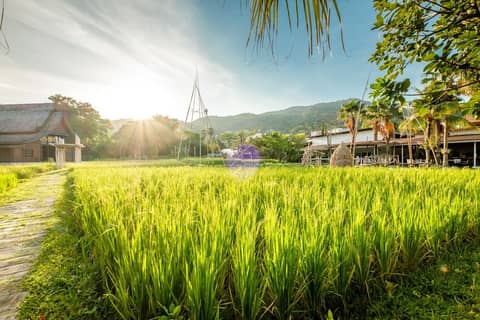 Naina Resort & Spa — photo 5